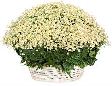 Цветочная композиция из Ромашки в корзине #REPLACE_PRED# Вичуге